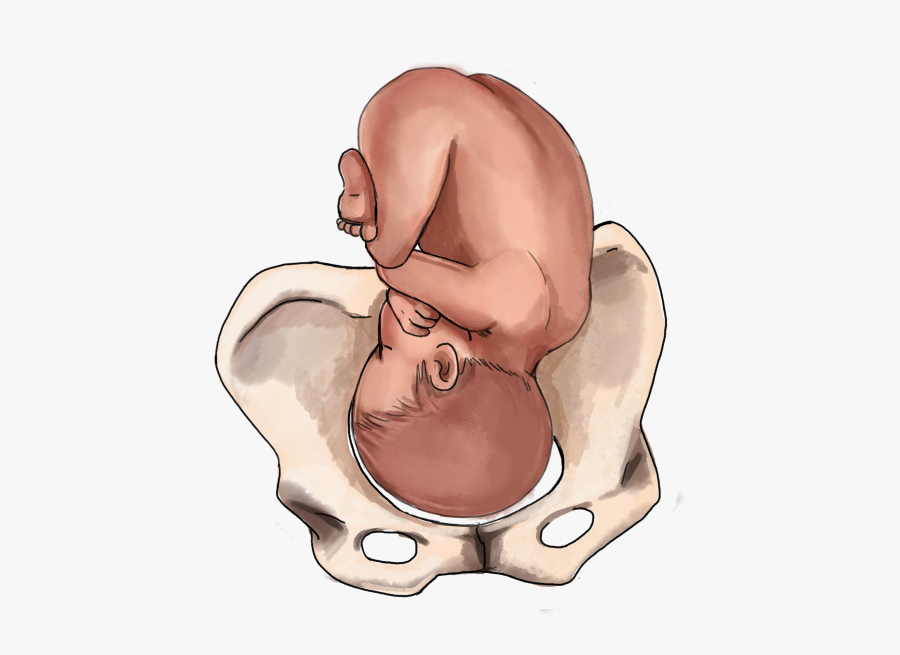 Clip Art 33 Weeks Fetus Pictures - Baby Positions Third Trimester, Transparent Clipart