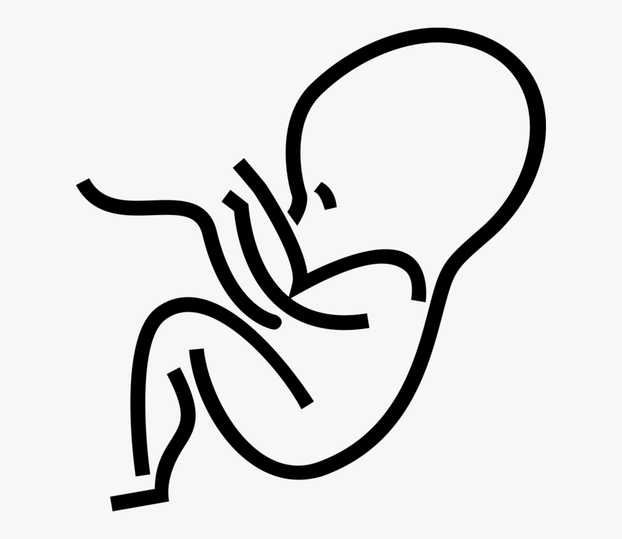 Transparent Embryo Clipart - Human Fetus Outline, Transparent Clipart