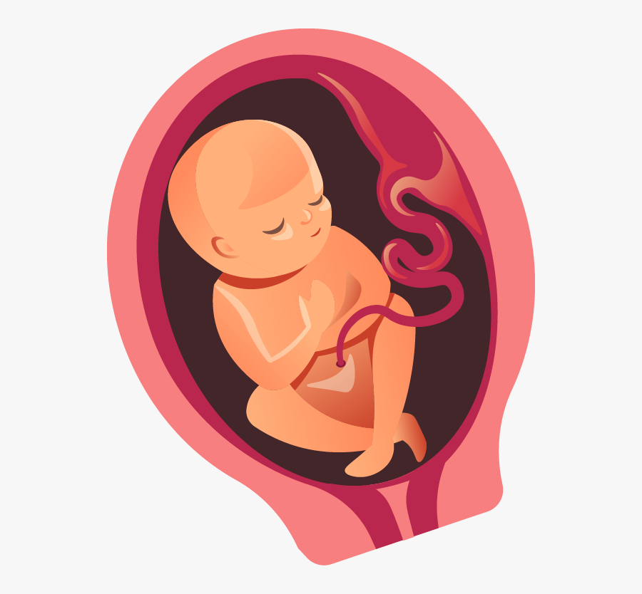Five Months - Baby In Womb Png, Transparent Clipart