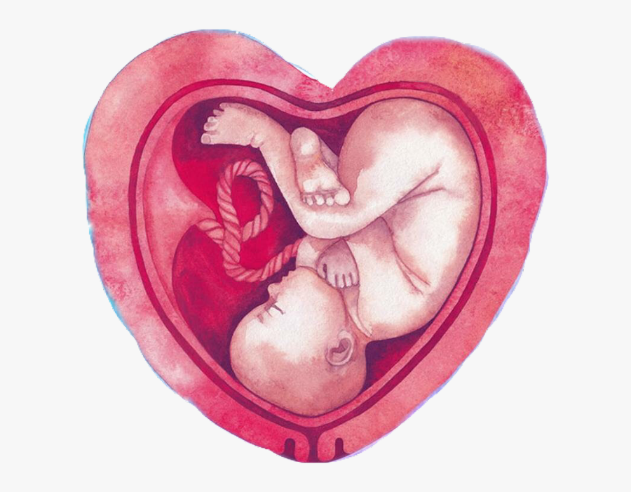 #baby #unborn #womb #fetus #freetoedit - Fetus In A Heart Shape, Transparent Clipart
