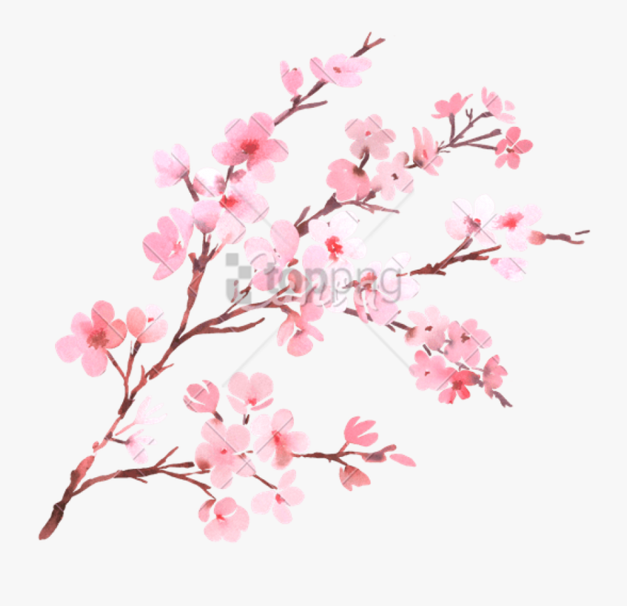 Watercolor With Spring Tree Branch In Blossom - Cherry Blossom Tree Transparent Background, Transparent Clipart