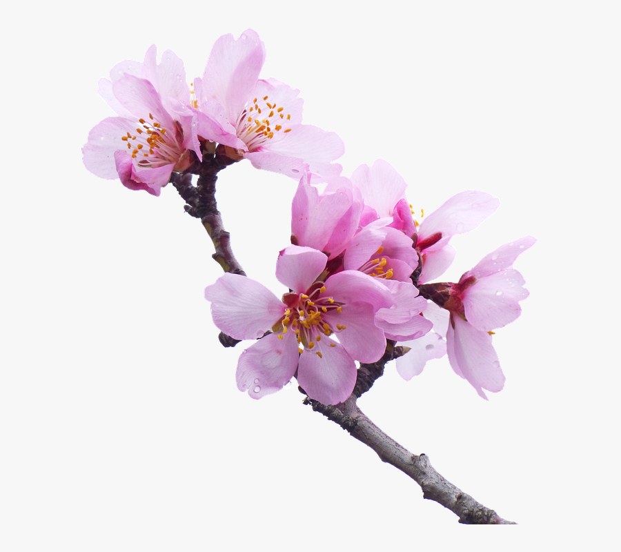 Stem - Tree Branch Blossoming Transparent Background, Transparent Clipart