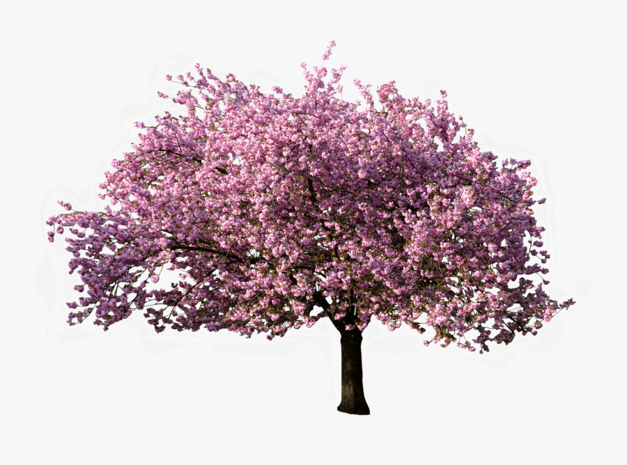 Tree Blossoming In Spring - Transparent Background Flower Tree Png, Transparent Clipart