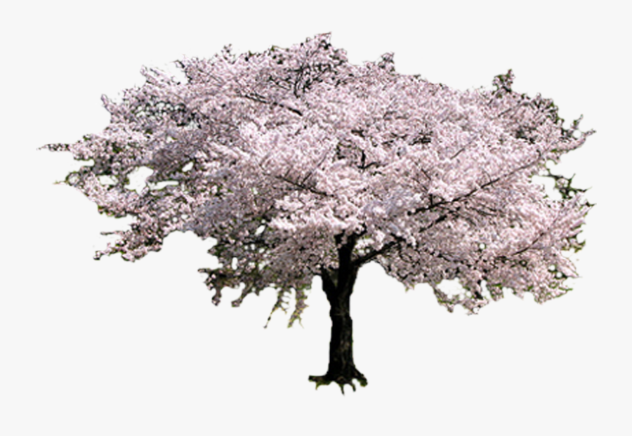 Sakura Tree , Png Download - Sakura Tree Png, Transparent Clipart