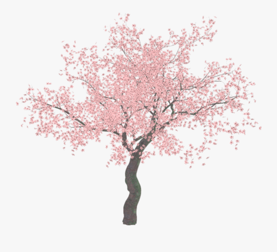 #ftestickers #watercolor #painting #tree #cherryblossom - Transparent Background Cherry Blossom Tree Png, Transparent Clipart