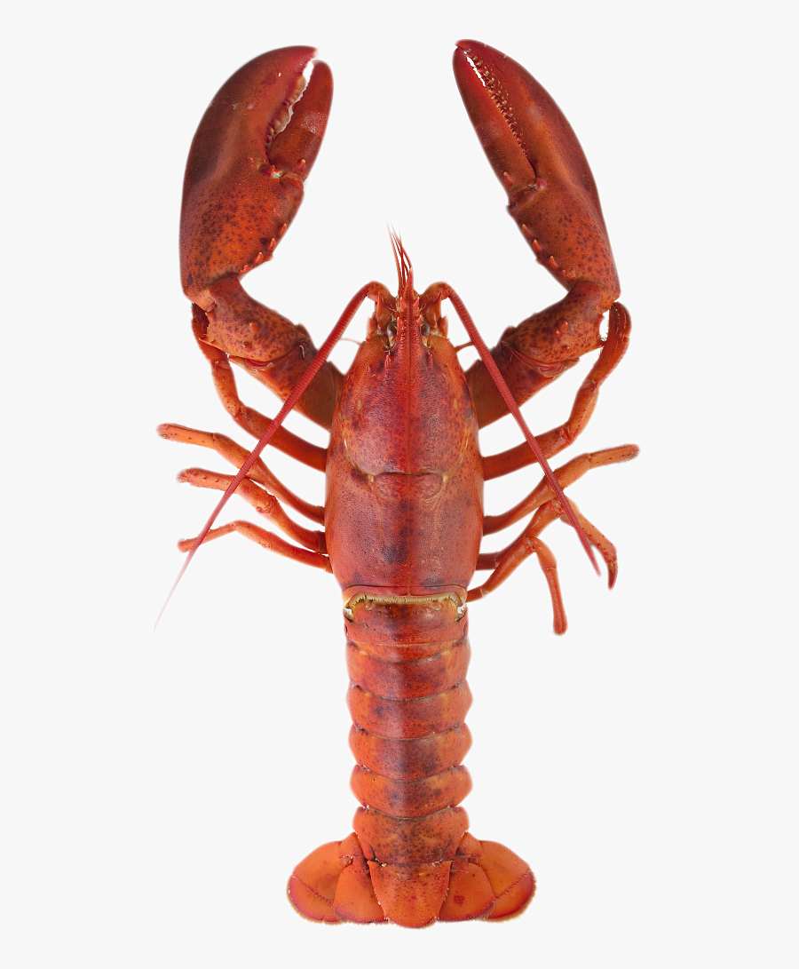 Transparent Crayfish Clipart - Lobster Meaning In Urdu, Transparent Clipart