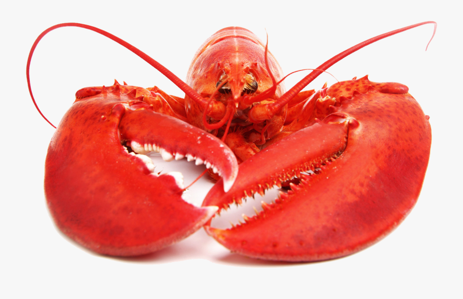 Lobster Face, Transparent Clipart