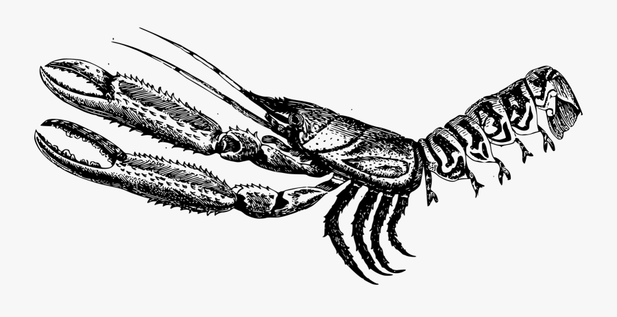 Art,monochrome Photography,lobster - Illustration, Transparent Clipart