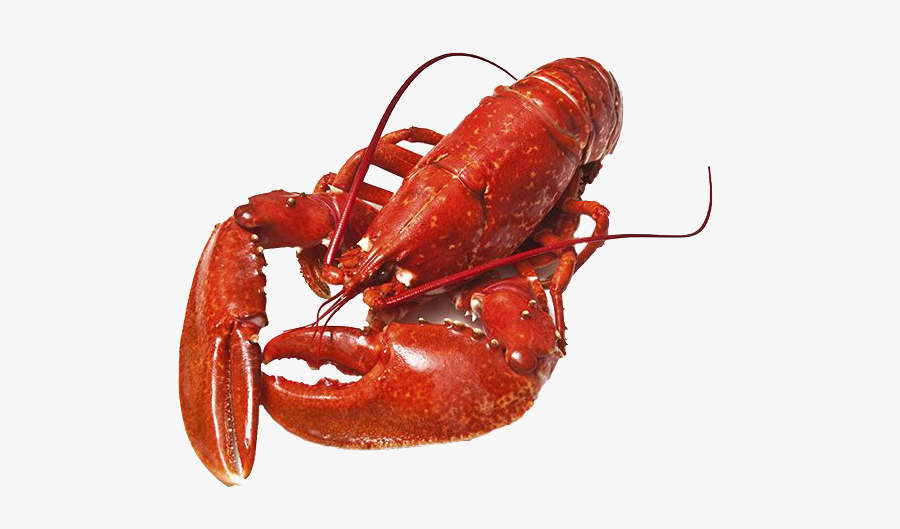 Lobster Png Photos - Lobster Png, Transparent Clipart