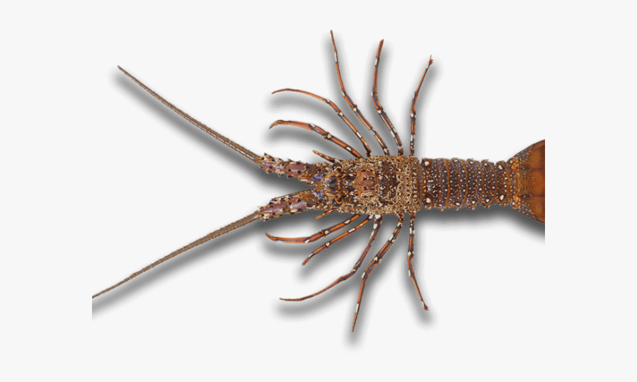 Real Lobster Png, Transparent Clipart