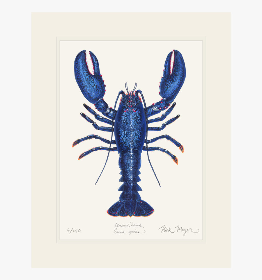 Drawn Lobster Blue Lobster - Lobster Blue, Transparent Clipart