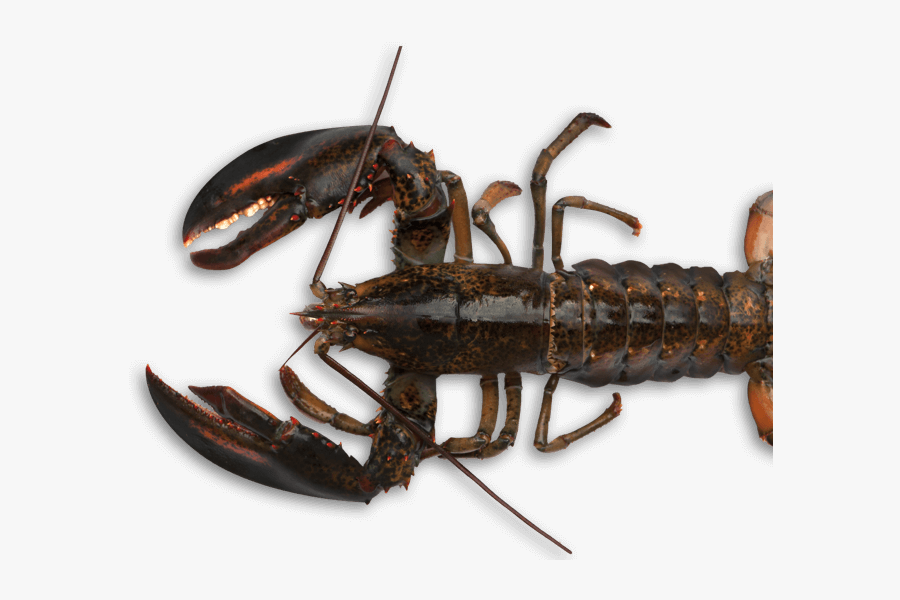 Transparent Crawdad Clipart - American Lobster, Transparent Clipart