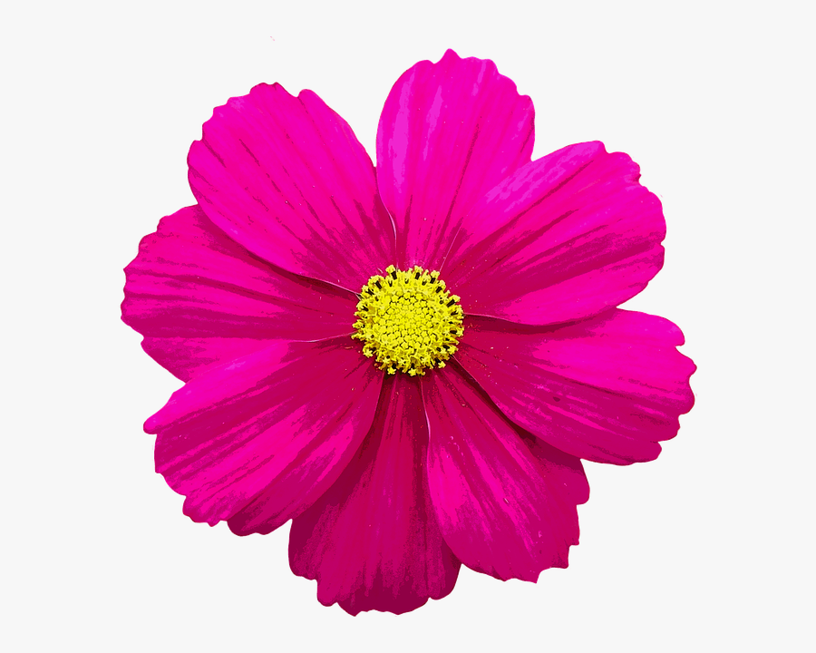 Flower Illustration Png - Flower For Edits Png, Transparent Clipart