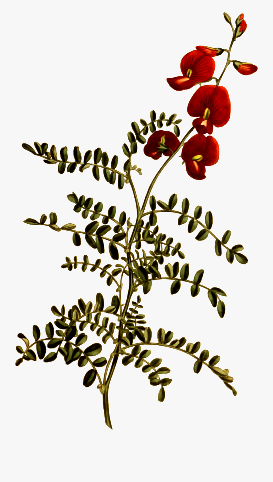 Free Download Small Flowers Clipart Flower Swainsona - Flower, Transparent Clipart