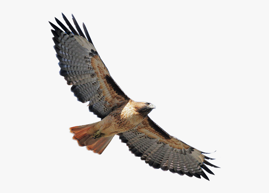Cooper"s Hawk Clipart Hawk Flying - Red Tailed Hawk Clipart, Transparent Clipart