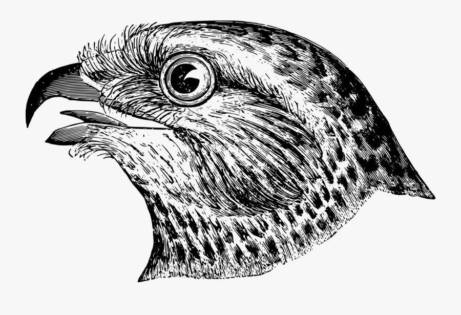 Monochrome - Head Of Bird Clipart Black And White, Transparent Clipart