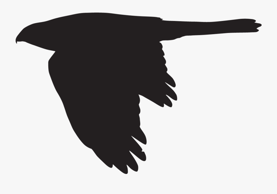 Cooper"s Hawk Overview, All About Birds, Cornell Lab, Transparent Clipart