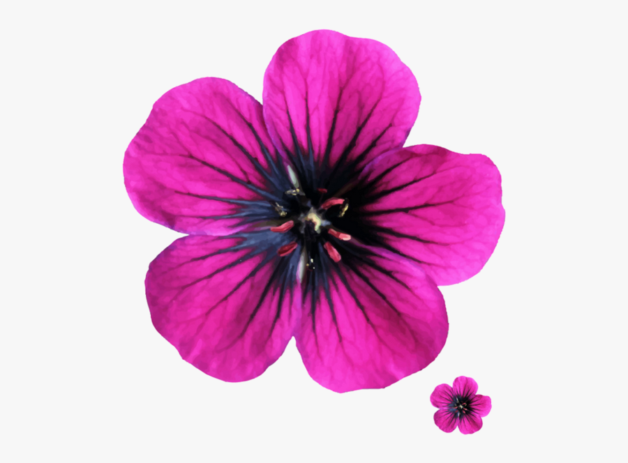 Pink Flower, Transparent Clipart