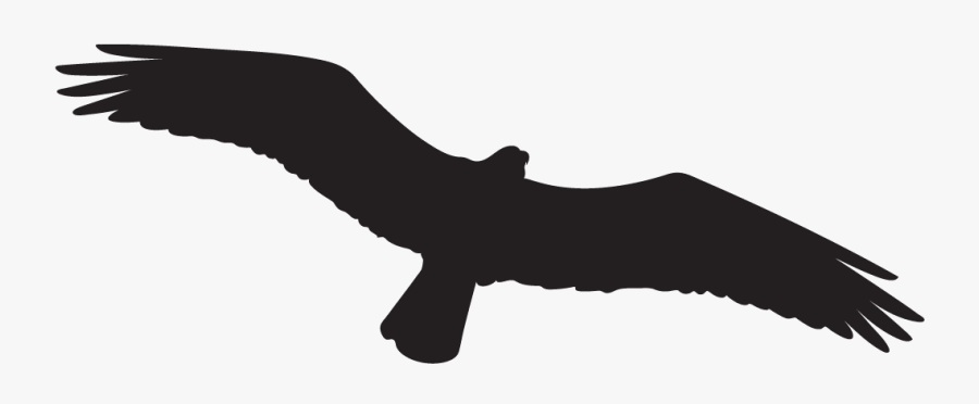 Osprey Overview, All About Birds, Cornell Lab Of Ornithology - Golden Eagle, Transparent Clipart