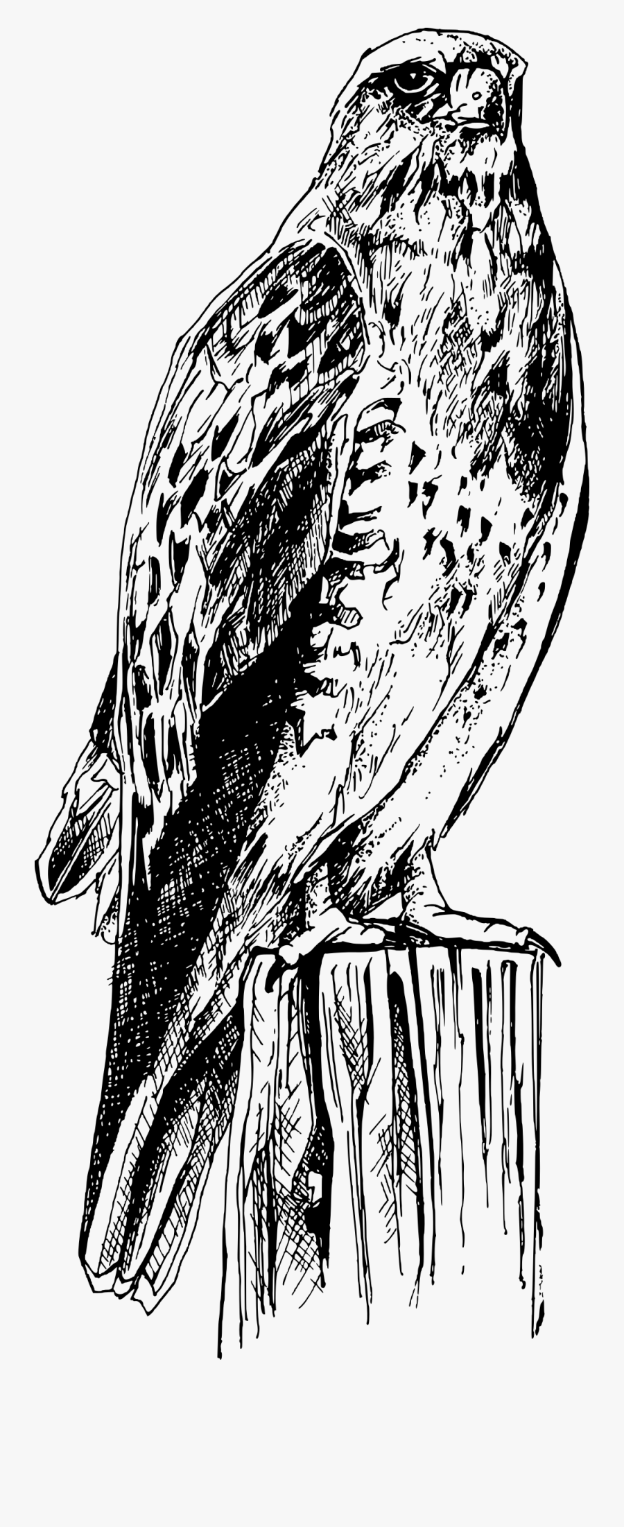 Clipart - Black Line Drawings Of Birds, Transparent Clipart