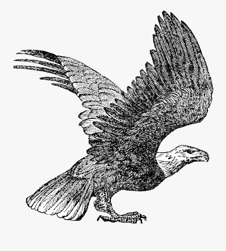 Eagle Bald Clipart Etc Image Transparent Png - Eagle Clipart Images Black And White, Transparent Clipart