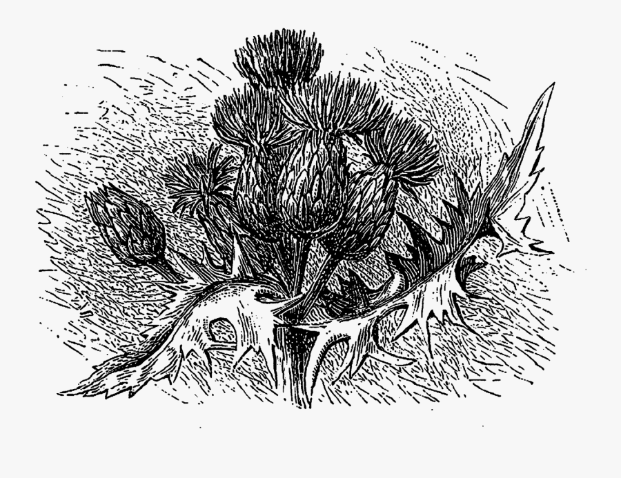 Sketch, Transparent Clipart