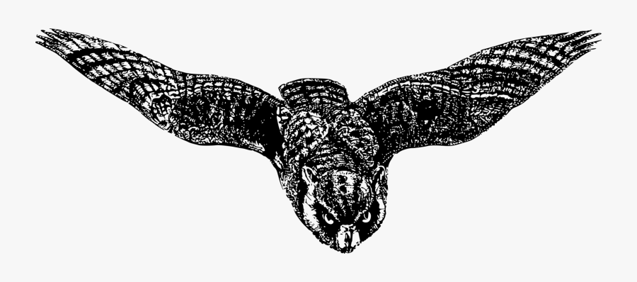 Butterfly,moth,symmetry - Drawing, Transparent Clipart