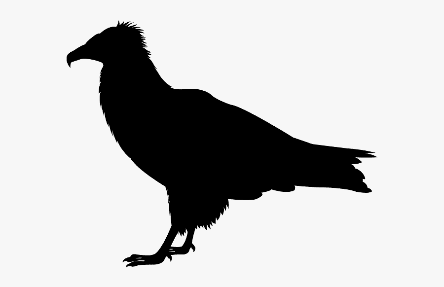 Silhouette Of A Pigeon, Transparent Clipart