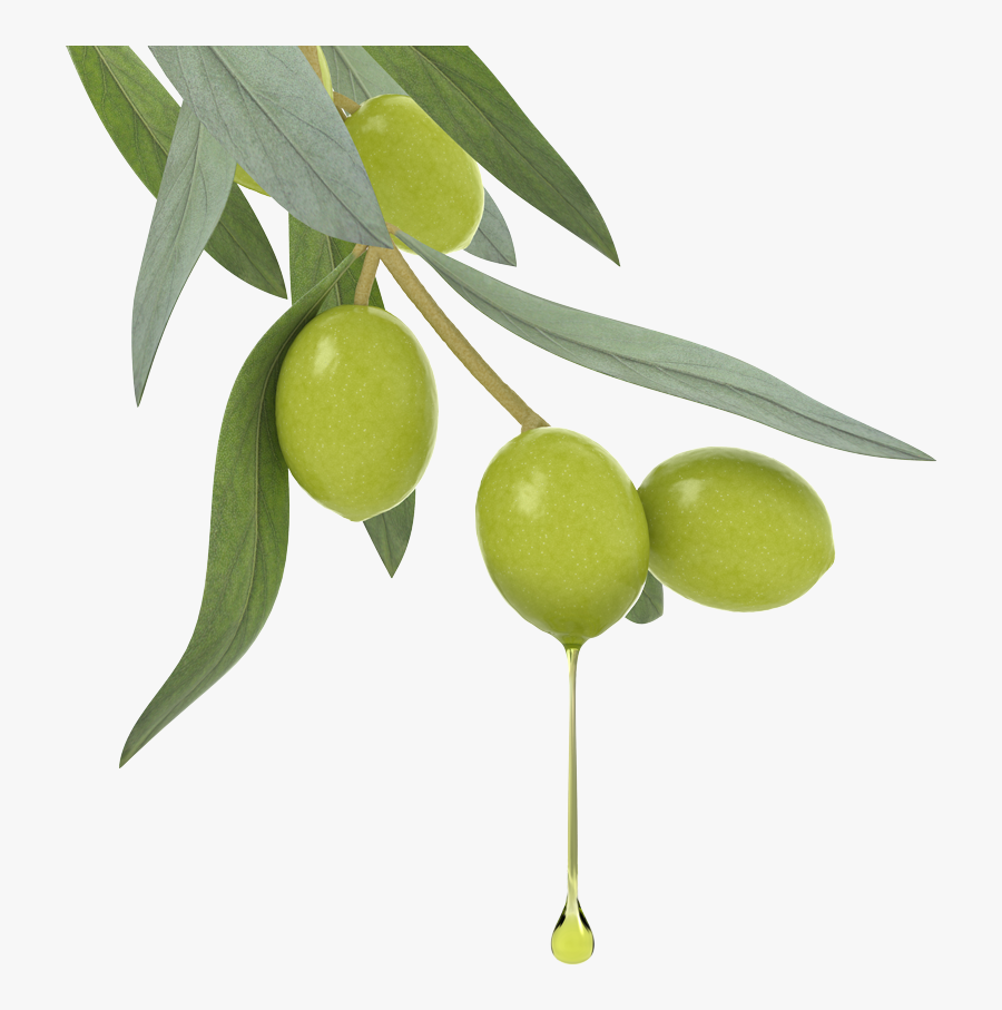 Ambient Oilve Oil Drip - Cosmeticos Con Aceite De Oliva, Transparent Clipart