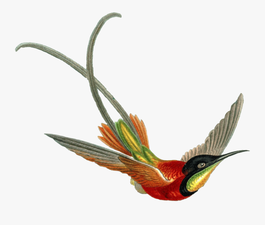 Contact - Wayne@roninbard - Com - - Beautiful Hummingbirds - Ernst Haeckel Birds, Transparent Clipart