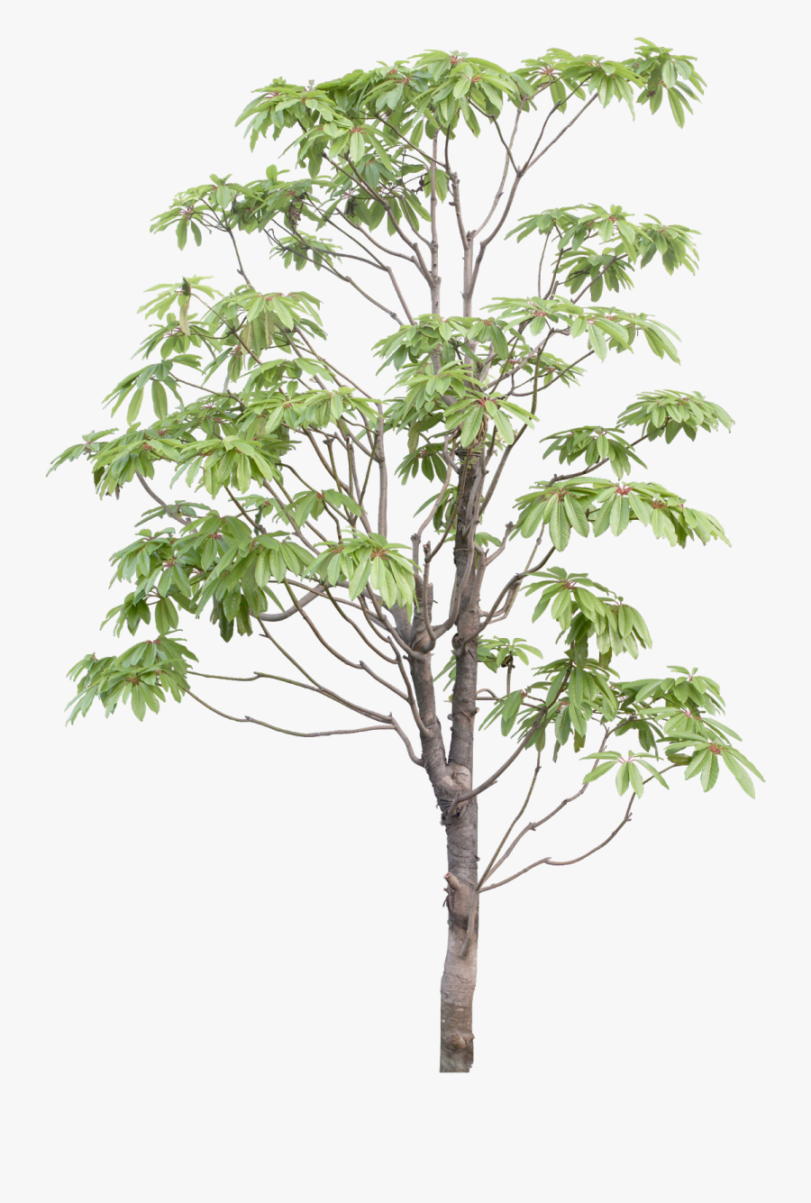 Tree, Transparent Clipart
