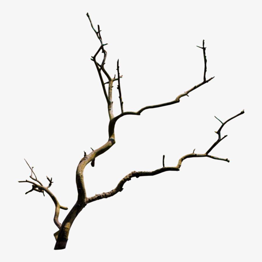 Tree Branch Transparent Background, Transparent Clipart