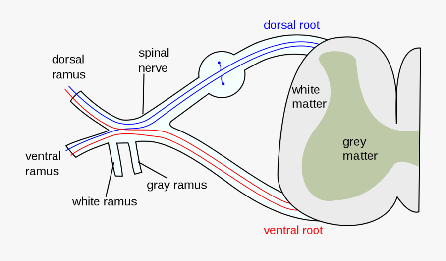 Clip Art Matter Wikipedia - Spinal Nerve, Transparent Clipart