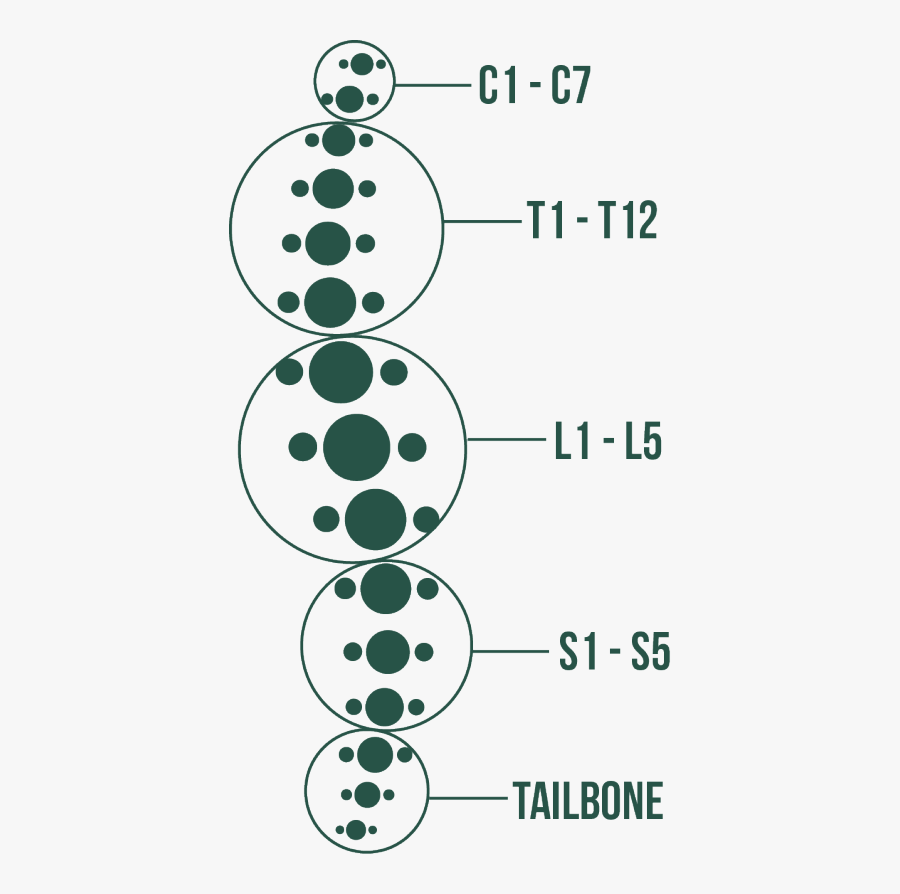 Chicago Cord Lawyers Spine - Spine Clipart In Png, Transparent Clipart