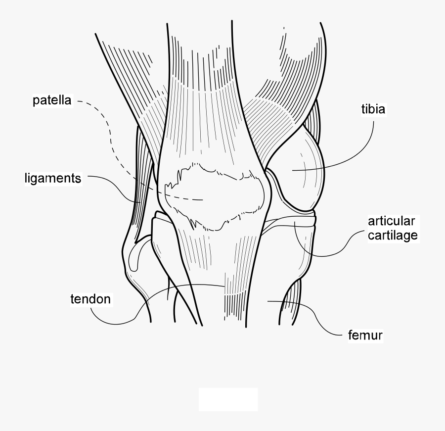 Medical Illustration - Knee Illustration Medical, Transparent Clipart