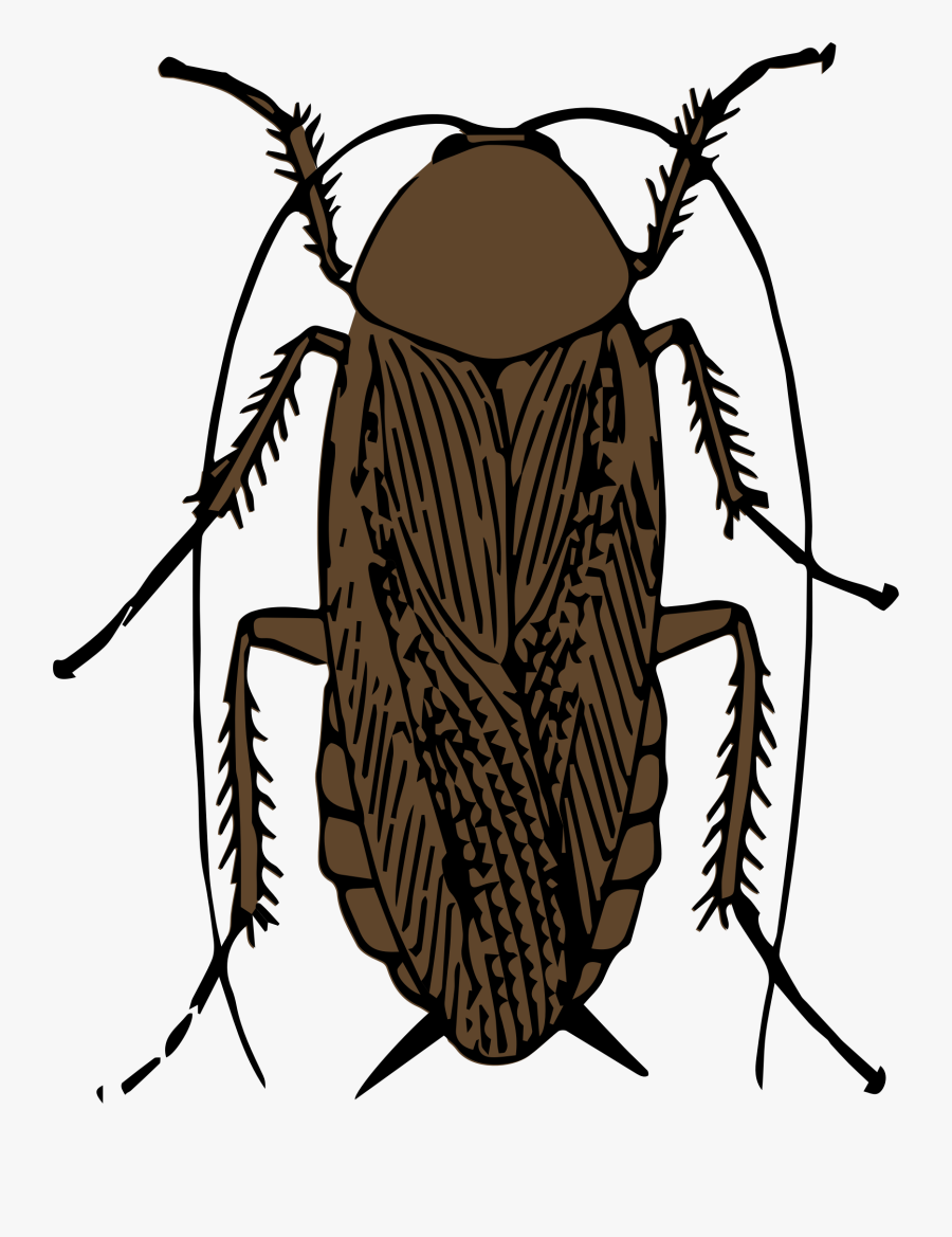 Clipart Cockroach Color Wikiclipart - Cockroach Clipart Black And White, Transparent Clipart