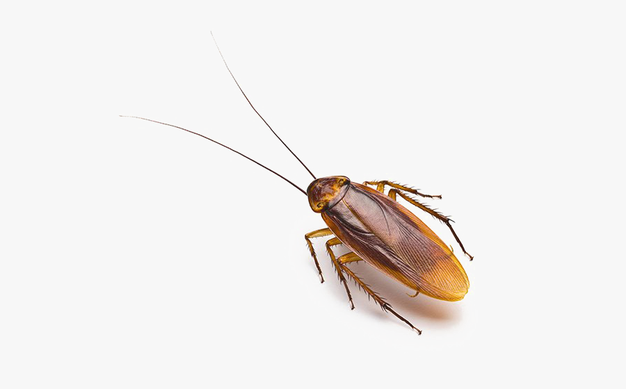 Roach Png Free Download Cockroach Allergens - Png Image Cockroach, Transparent Clipart