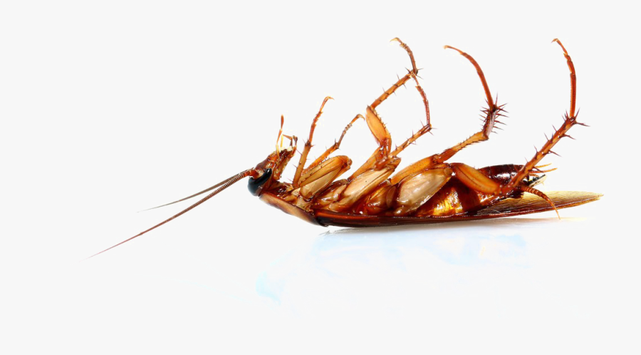 Cockroach Png Transparent Image - Patas De Una Cucaracha, Transparent Clipart