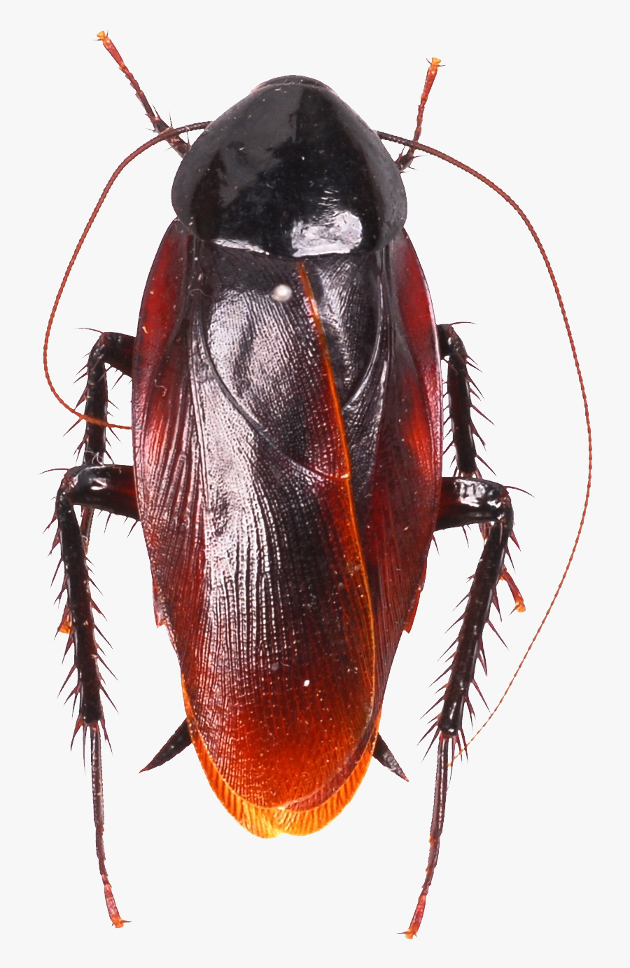 Roach Png, Transparent Clipart