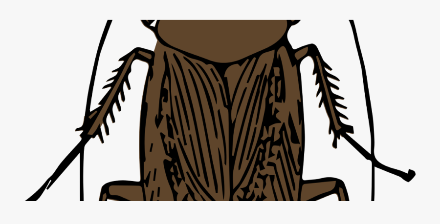 Flying Cockroach Clipart - Tracheal System Of Cockroach, Transparent Clipart