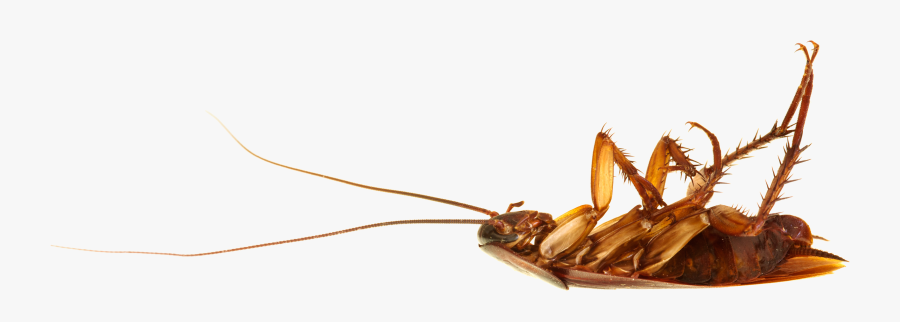 Transparent Background Cockroach Clipart, Transparent Clipart