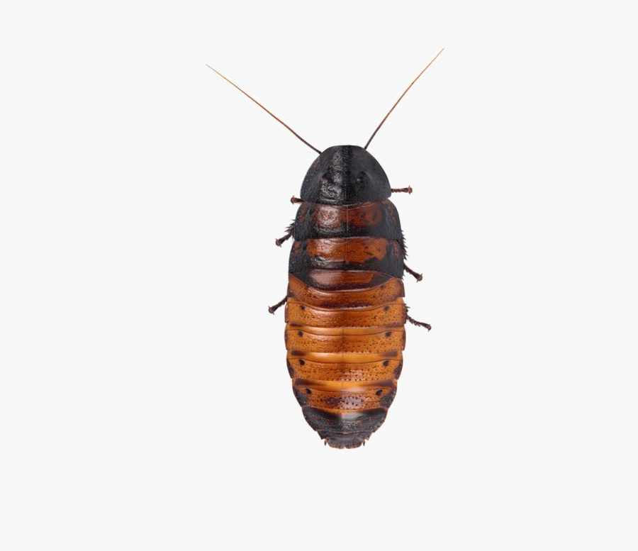 Cockroach Png Hd Quality - Madagascar Cockroach Png, Transparent Clipart