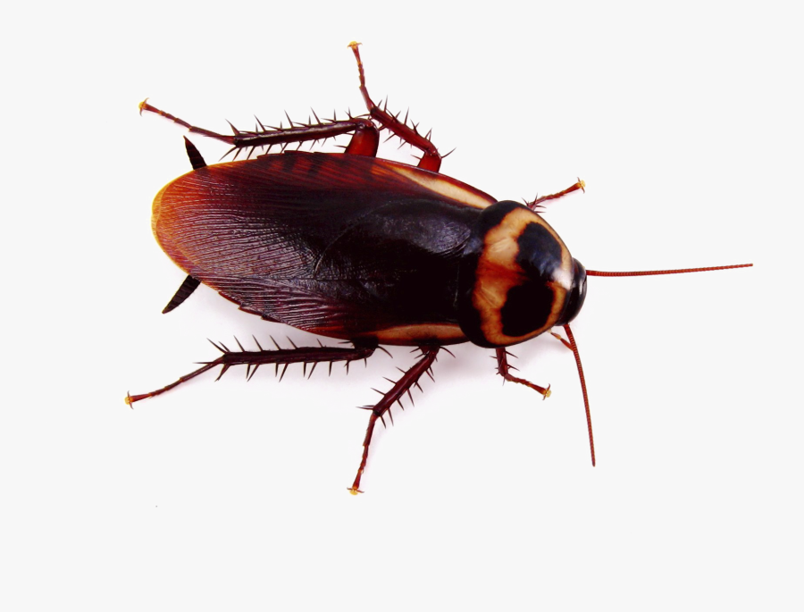 Roach Png Image - Cockroach Png, Transparent Clipart