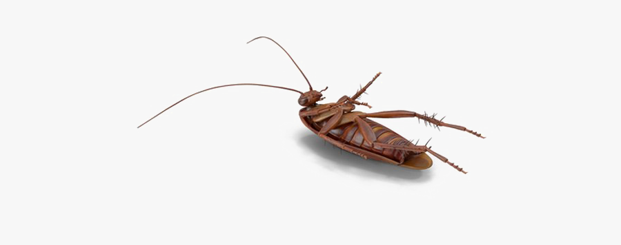 Cockroach Png File Download Free - Mosquito, Transparent Clipart