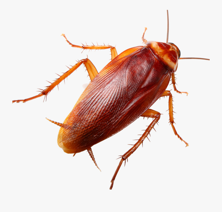 Ground Beetle - Hd Cockroach, Transparent Clipart