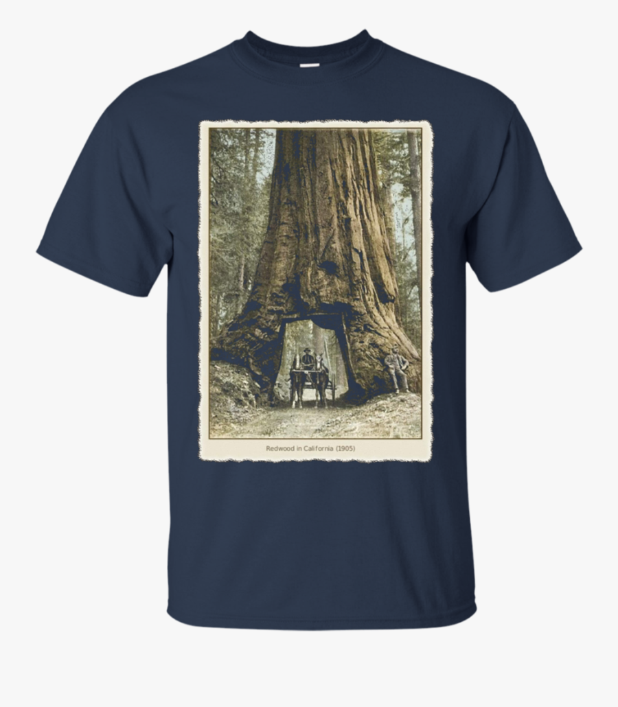 Transparent Redwood Tree Png - Fake Gucci Shirts, Transparent Clipart