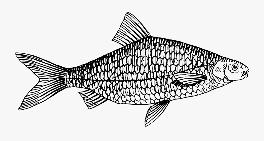 Roach Clip Arts - Line Art, Transparent Clipart