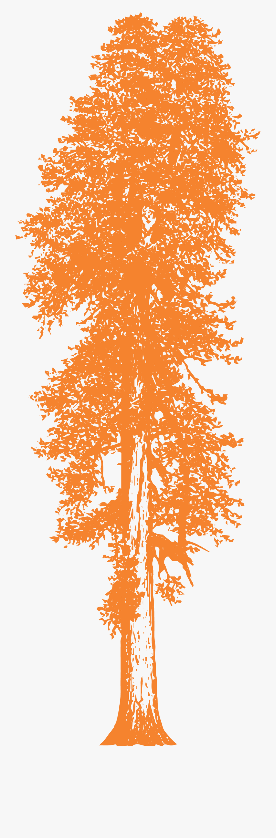 Redwood Tree Drawing, Transparent Clipart