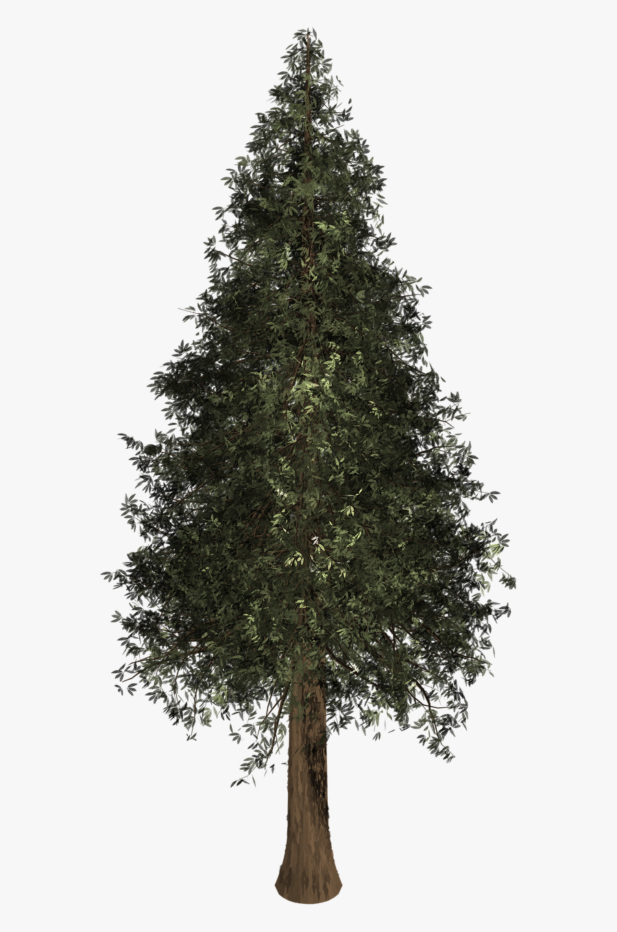 Pinheiro Png , Free Transparent Clipart - ClipartKey
