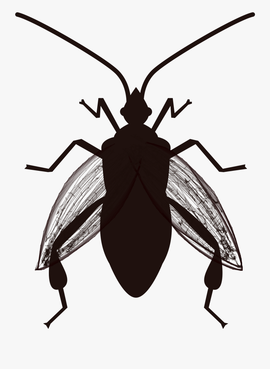 Ground Beetle - Vector Image Of A Bug Svg, Transparent Clipart
